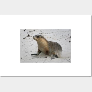 Seal pup running on the beach on Kangaroo Island in South Australia Posters and Art